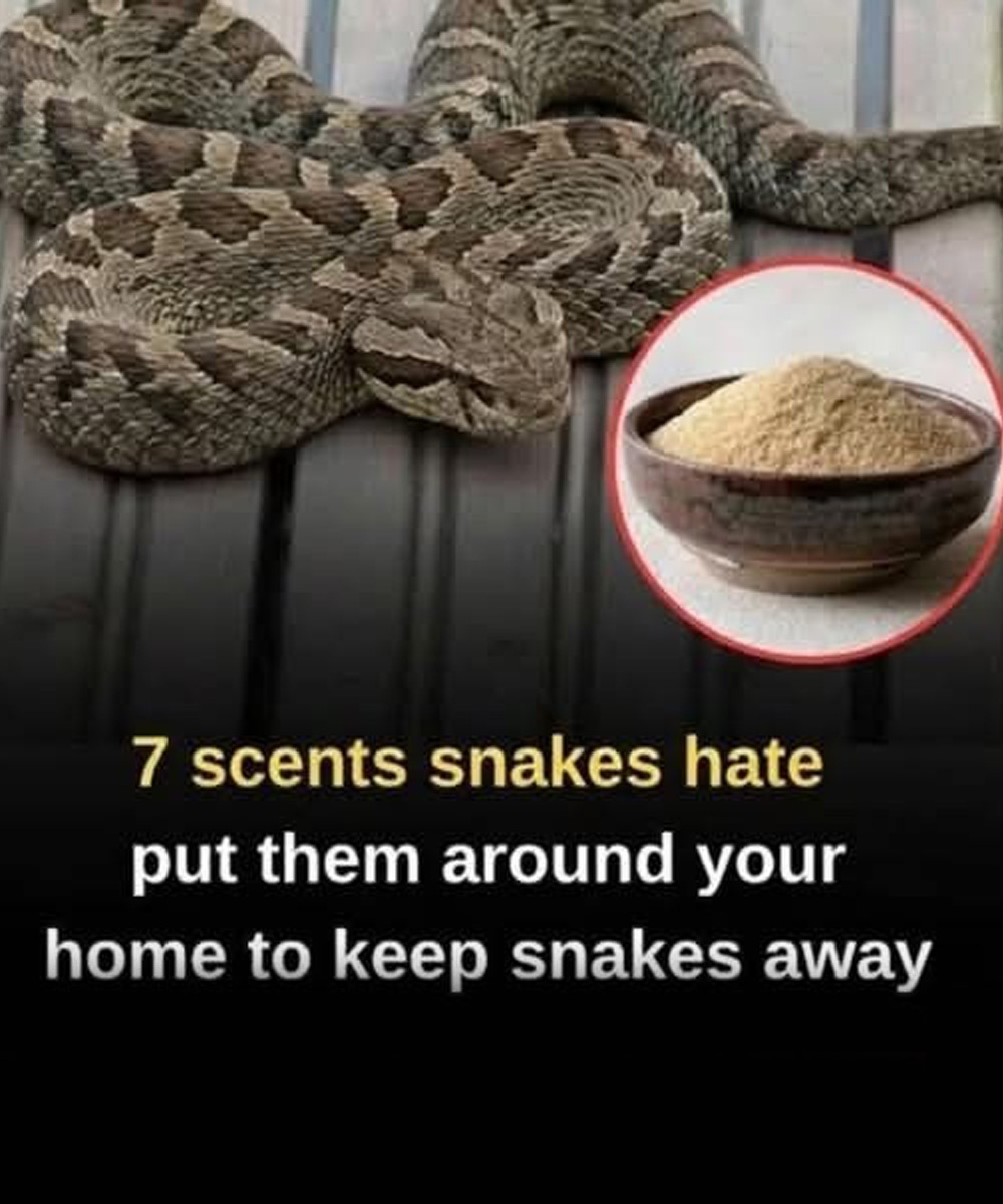 7 smells snakes hate and how to use them to keep these slithery visitors away from your home