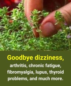 Just one leaf of this plant will help you avoid….