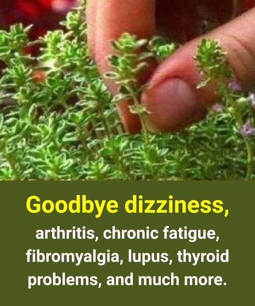 Just one leaf of this plant will help you avoid….