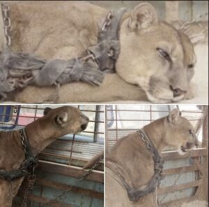 Circus lion released after being locked up for 20 years