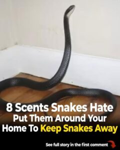 Scents That Snakes Hate. Put Them Around Your House to Keep Snakes Away