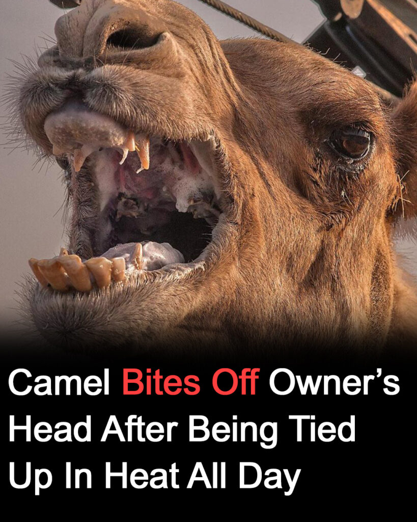 Neglected camel kills owner after hours tied in scorching heat