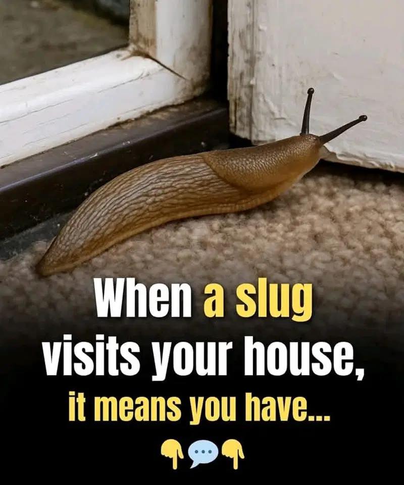 Did you know that when a SLUG visits your house it means that you