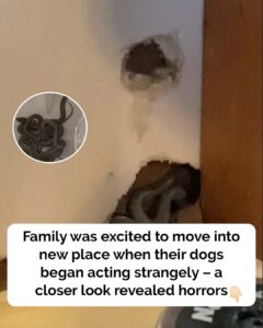 Mom of 2 moves into first home but dog starts to act strangely – then she looks closer at the walls