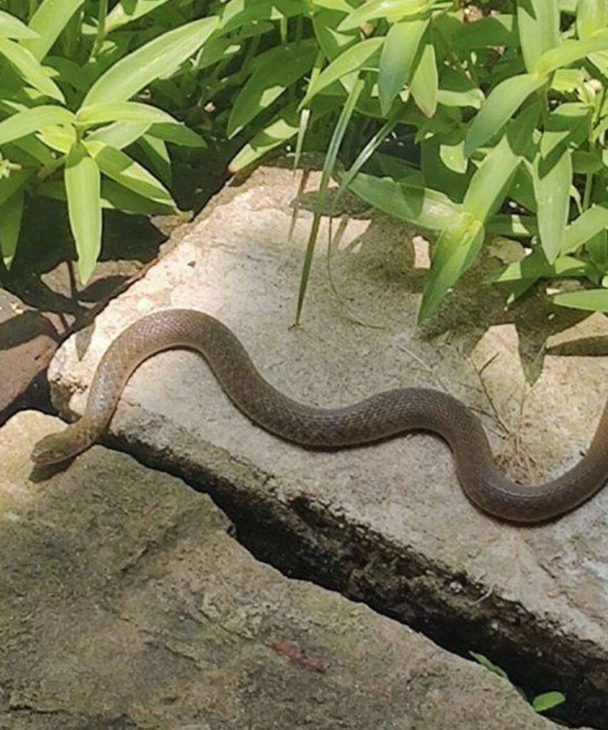 Why Do Snakes Enter Homes During the Rainy Season?