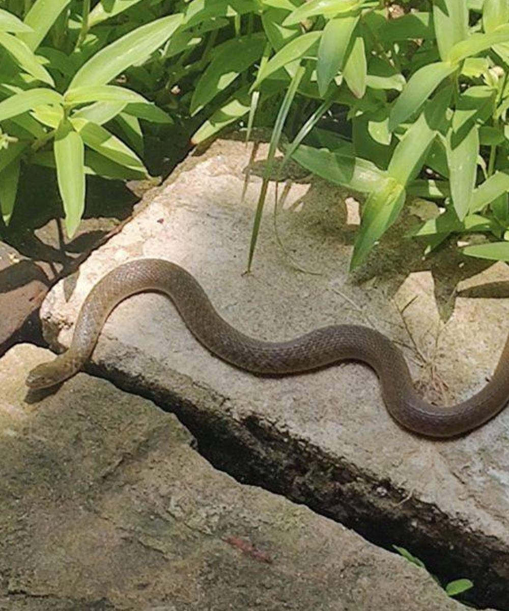 Why Do Snakes Enter Homes During the Rainy Season?