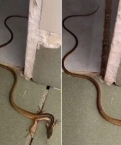 When a Snake Enters Your Home: What It Really Means and What You Should Do