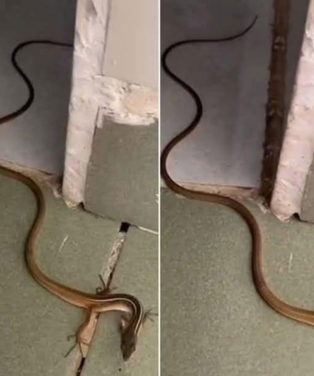 When a Snake Enters Your Home: What It Really Means and What You Should Do