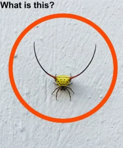 Last night, I went into the garage, turned on the light, and saw this on the wall.