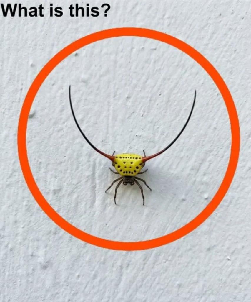 Last night, I went into the garage, turned on the light, and saw this on the wall.