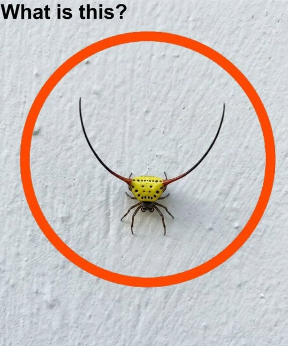 Last night, I went into the garage, turned on the light, and saw this on the wall.