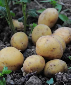 Doctors reveal that eating potatoes causes …