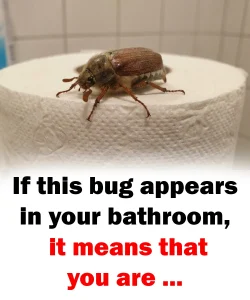 If this bug appears in your bathroom, it means that you are …
