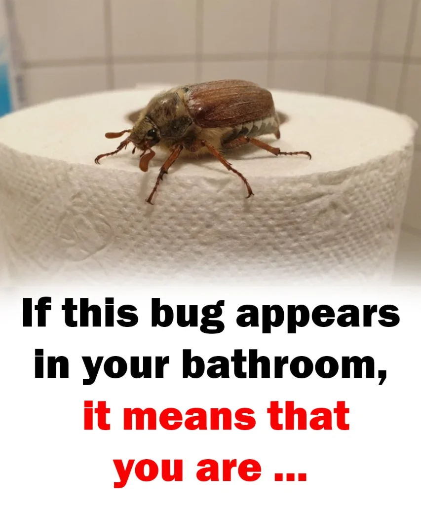 If this bug appears in your bathroom, it means that you are …