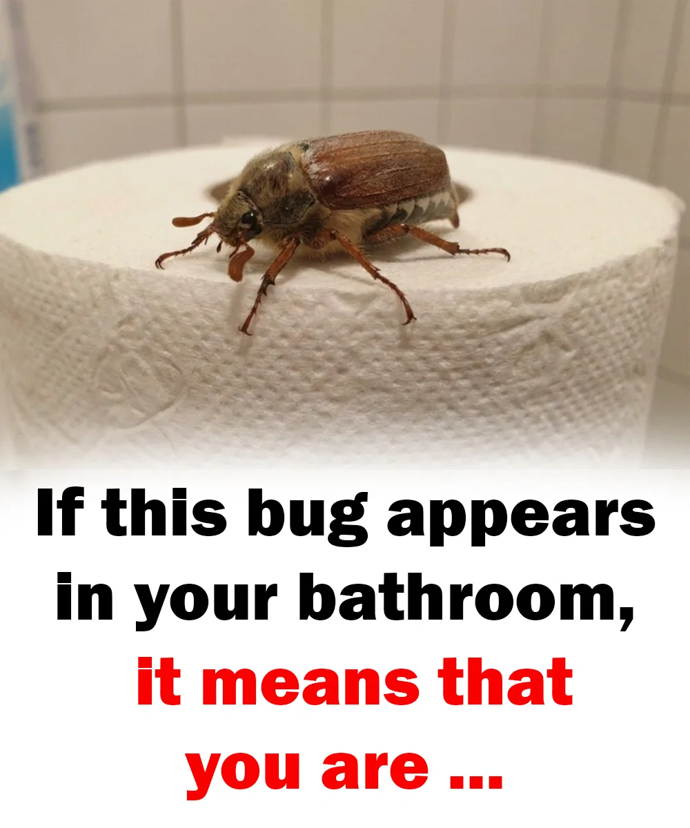 If this bug appears in your bathroom, it means that you are …