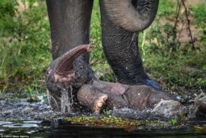 A Mother’s Strength at the Water’s Edge.