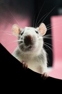 Mix this with a bowl of rice, and mice will quickly disappear from your house