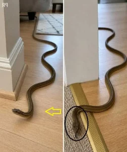 When This Snake Enters Your House, It Means You Have… Symbolism, Science, and What to Do Next