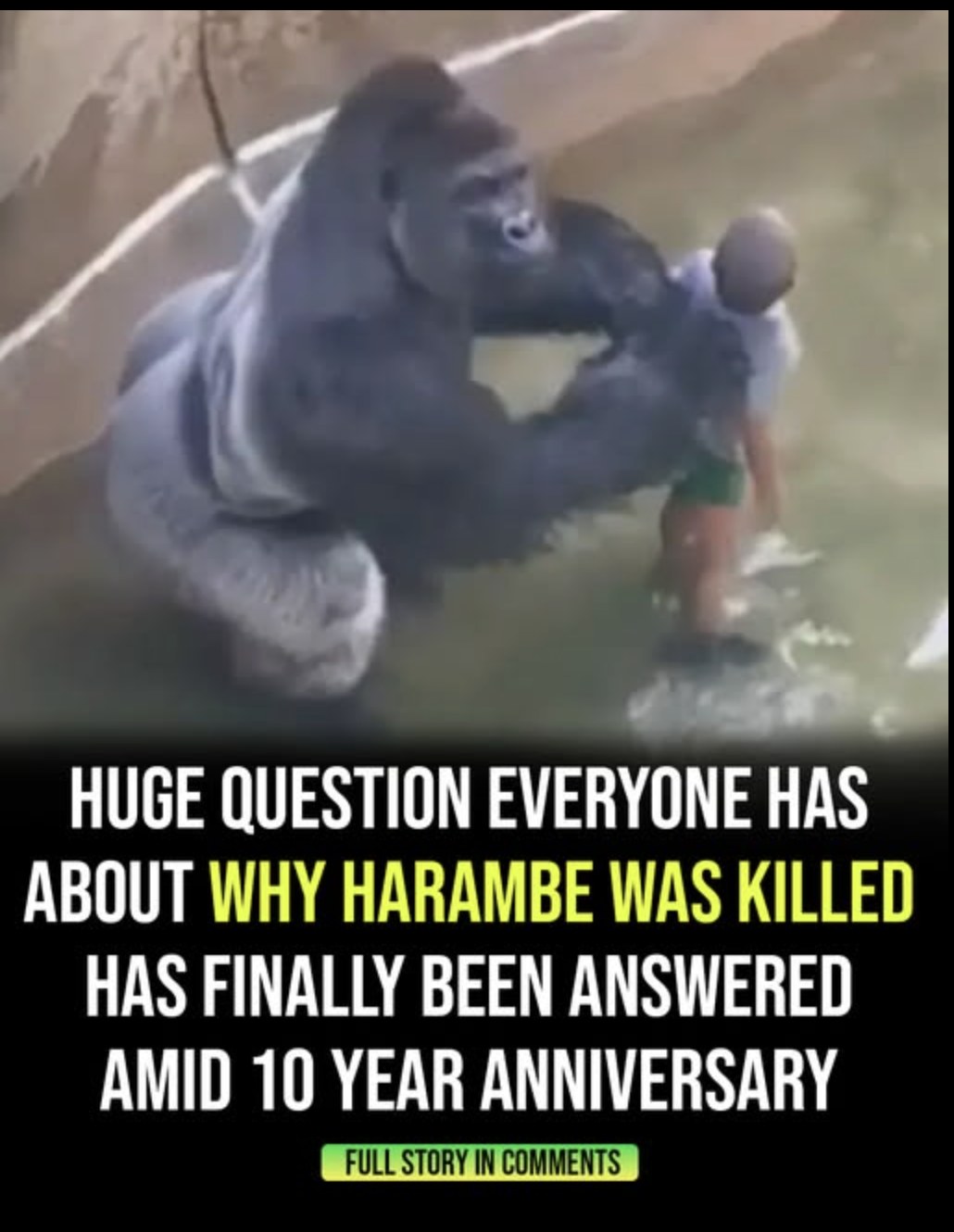 Question everyone has about why Harambe was killed has been answered – 10 years after his death