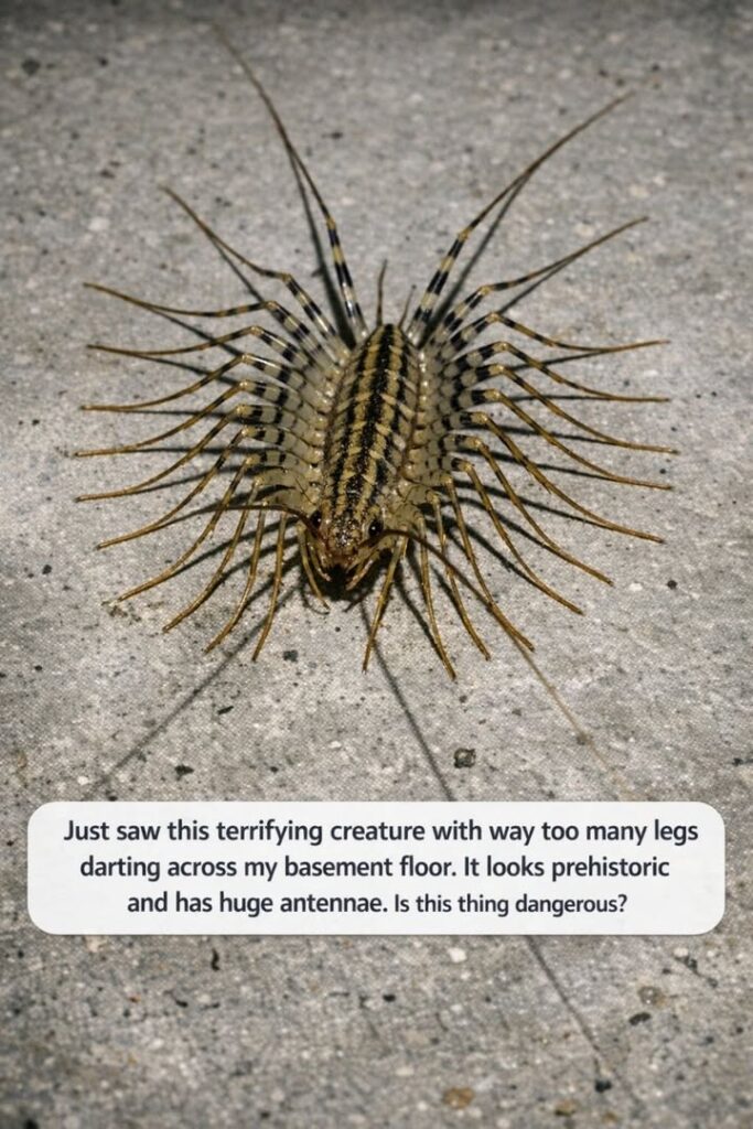 Just saw this terrifying creature with way too many legs darting across my basement floor. It looks prehistoric and has huge antennae. Is this thing dangerous?