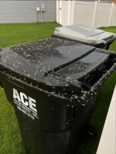How to Stop Maggots From Taking Over Your Trash Bin & The Mystery “Bone” That Sent Us Into Full Detective Mode