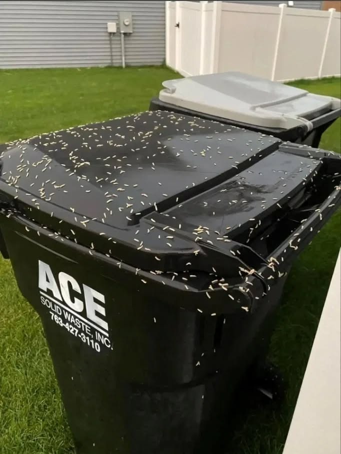 How to Stop Maggots From Taking Over Your Trash Bin & The Mystery “Bone” That Sent Us Into Full Detective Mode