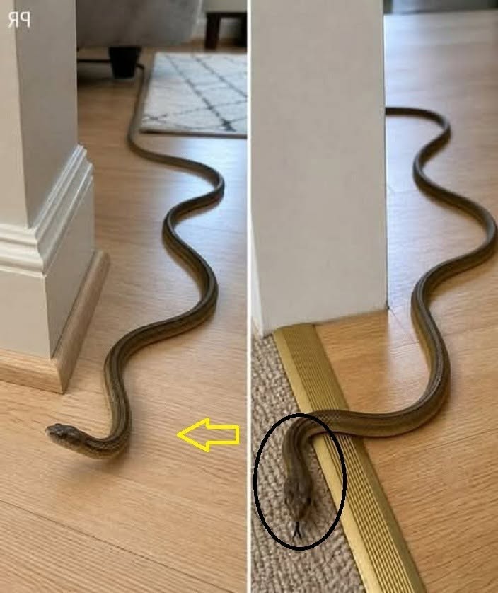 When This Snake Enters Your House, It Means You Have… Symbolism, Science, and What to Do Next
