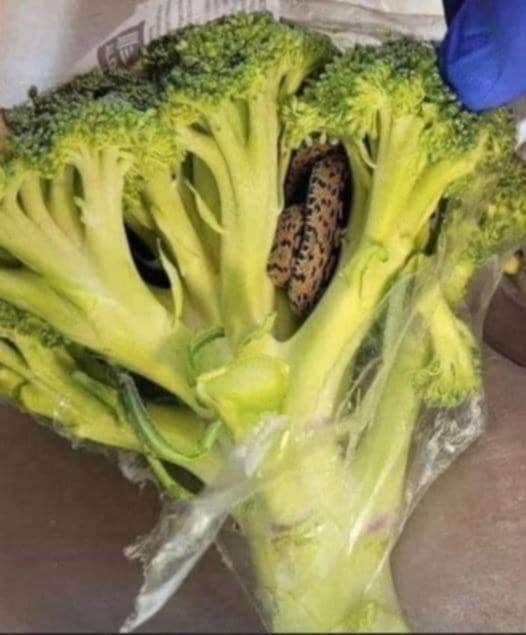 A Shocking Discovery That Left One Shopper Speechless