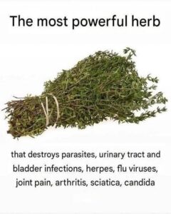 The Most Potent Herb That Destroys Parasites and Supports Urinary Tract Health: The Power of Oregano Oil