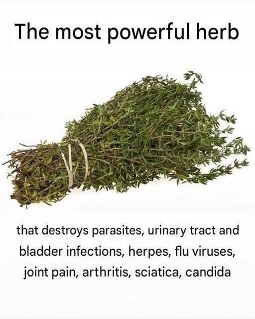 The Most Potent Herb That Destroys Parasites and Supports Urinary Tract Health: The Power of Oregano Oil