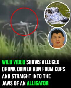 Wild video shows alleged drunk driver run from cops and right into the jaws of an alligator