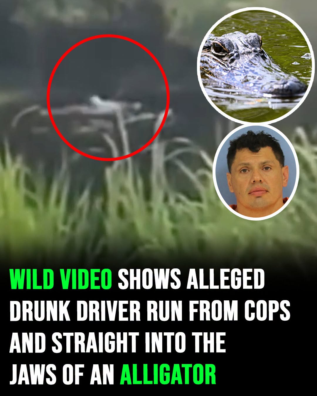 Wild video shows alleged drunk driver run from cops and right into the jaws of an alligator