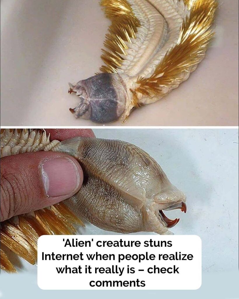 The Antarctic worm with teeth that will haunt your dreams