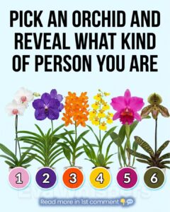 Pick an Orchid and Discover What It May Say About Your Personality