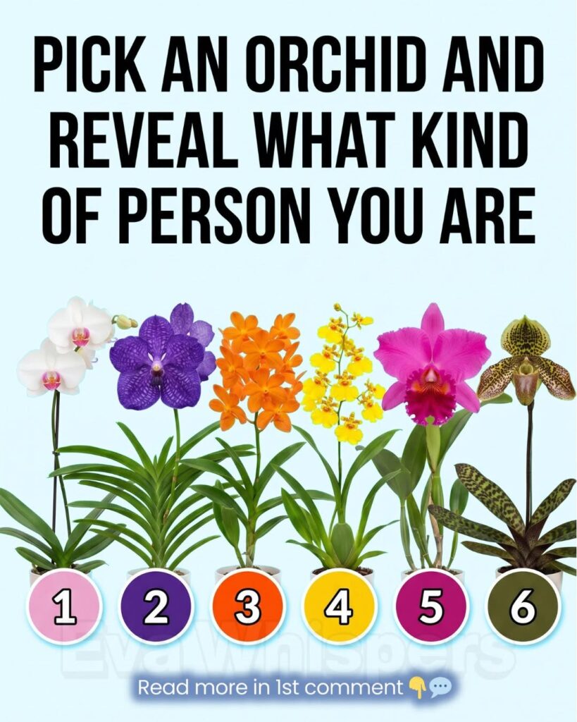 Pick an Orchid and Discover What It May Say About Your Personality