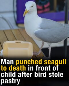 Man punched seagull to death in front of child after bird stole pastry