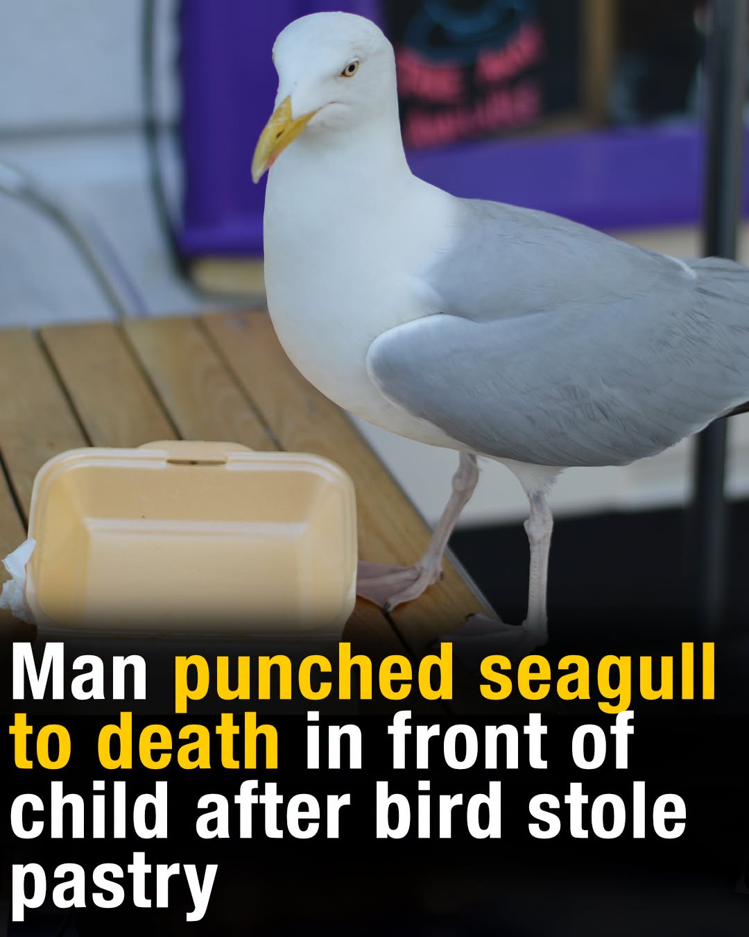 Man punched seagull to death in front of child after bird stole pastry