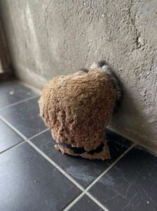 We Returned From Vacation and Discovered an Unexpected Surprise in Our Bathroom