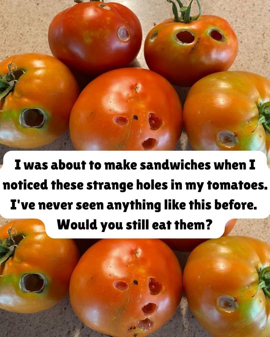What It Means If You See These Holes in Tomatoes