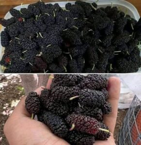 Have you ever tried them? Do you know their name? This seasonal fruit improves eyesight and regulates blood pressure, but it should be eaten this way.