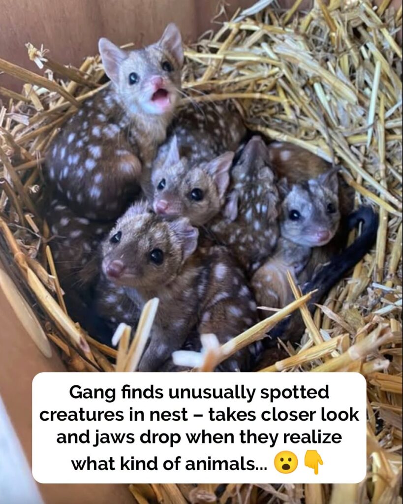 Gang finds unusually spiky creatures in nest