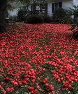 My Neighbor Demanded I Cut Down My Apple Tree – One Morning, I Woke up to Find My Entire Yard Covered in Apples
