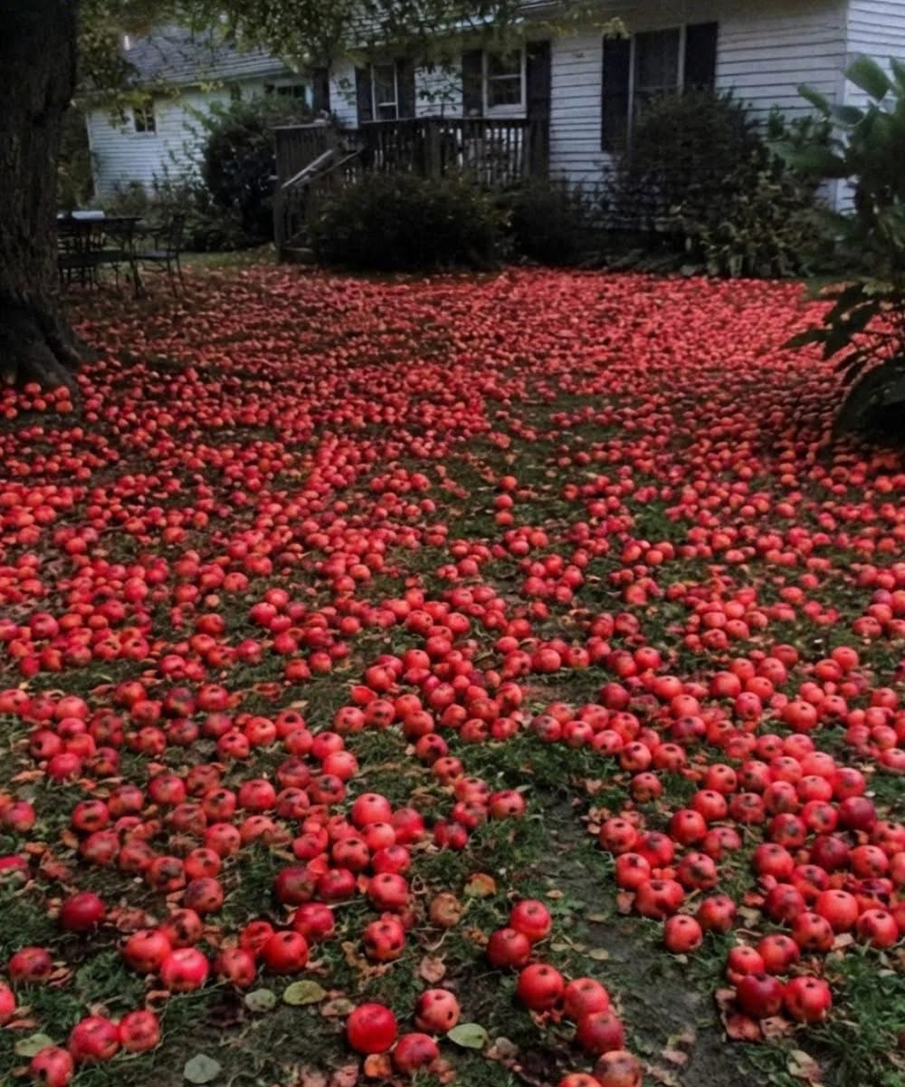 My Neighbor Demanded I Cut Down My Apple Tree – One Morning, I Woke up to Find My Entire Yard Covered in Apples