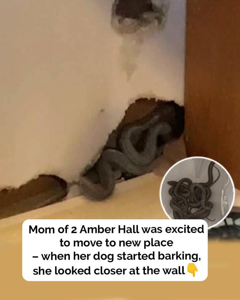 Mom of 2 moves into first home but dog starts to act strangely – then she looks closer at the walls