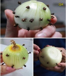 Why People Stick Cloves Into an Onion: The Traditional Kitchen Trick That Still Works Today