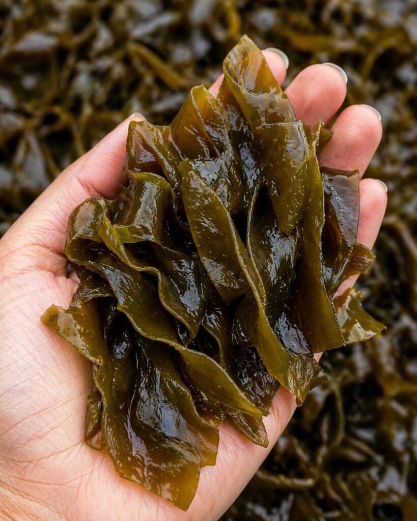 Proven Health Benefits of Sea Kelp: For Weight Loss, Thyroid, Heart Health and More