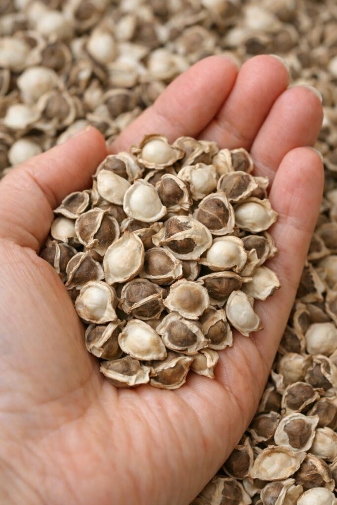 The Unbelievable Health Benefits of Moringa Seeds (Evidence Based)