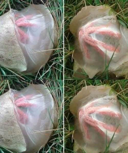 The Strange Discovery in My Garden That Taught Me an Unexpected Lesson