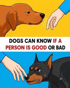 Can Dogs Really Sense a “Good” or “Bad” Person?