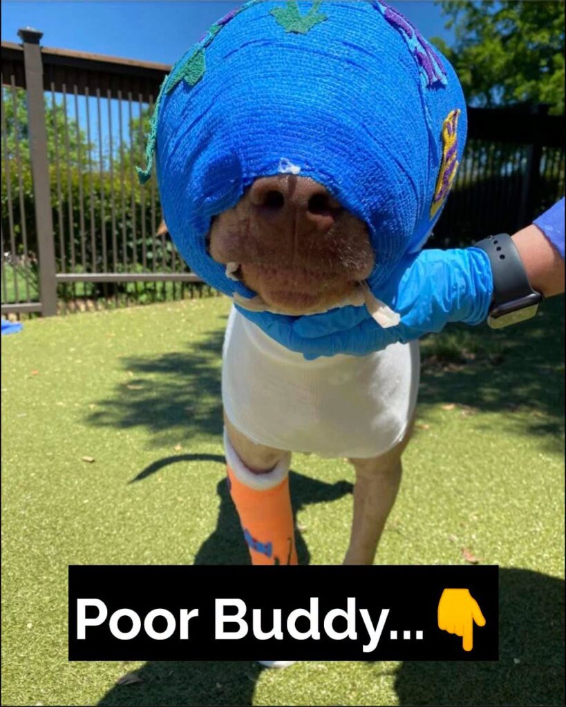 Buddy was cruelly set on fire and strangled with an extension cord – but look at him today